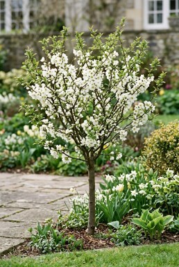 Chaenomeles superba 'Jet Trail' gestokt 70 cm C2