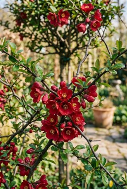 Chaenomeles superba 'Nicoline' gestokte struik 70 cm C2