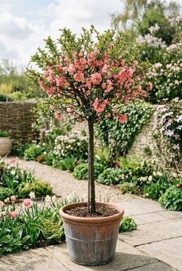 Chaenomeles superba 'Pink Lady' gestokt 70 cm C2