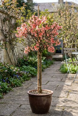 Chaenomeles superba 'Pink Lady' gestokt 70 cm C2
