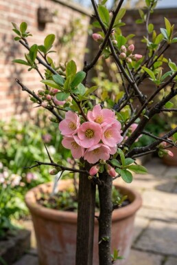 Chaenomeles superba 'Pink Lady' gestokt 70 cm C2