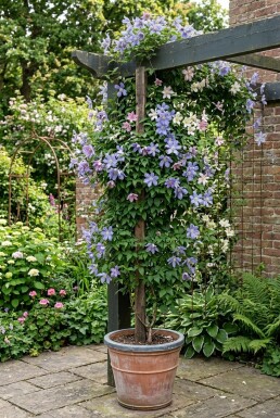 Clematis alpina gestokt 150-175 cm C5