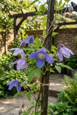 Clematis alpina gestokt 70 cm C2