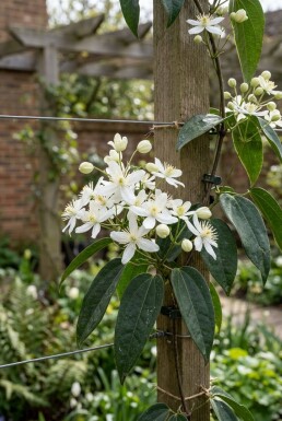 Clematis armandii 'Snowdrift' 80-100 cm C2
