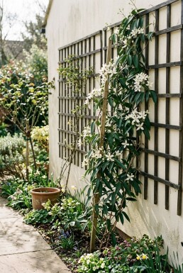 Clematis armandii gestokt 80-100 cm C2