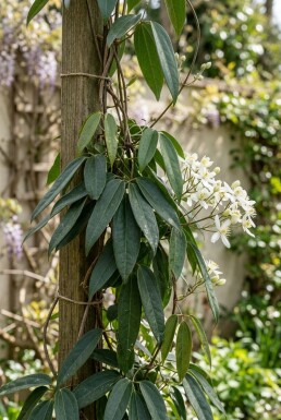Clematis armandii gestokt 80-100 cm C2