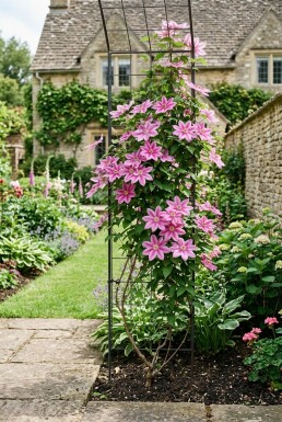 Clematis 'Bagatelle' gestokt 70 cm C2