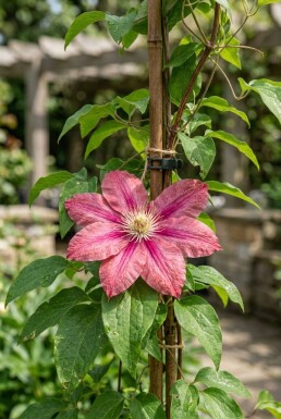 Clematis 'Capitaine Thuilleaux' gestokt 70 cm C2