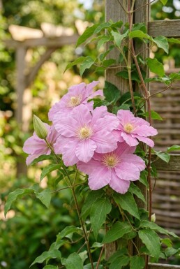 Clematis 'Comtesse de Bouchaud' gestokt 70 cm C2