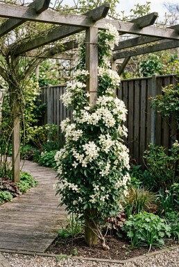 Clematis 'Early Sensation' gestokt 70 cm C2