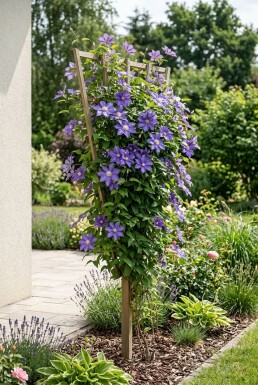 Clematis 'Etoile de Malicorne' gestokt 70 cm C2