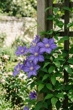 Clematis 'Etoile de Malicorne' gestokt 70 cm C2