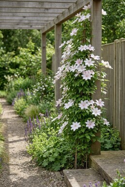 Clematis 'Gladys Picard' gestokt 70 cm C2