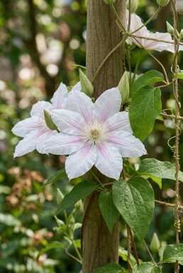 Clematis 'Gladys Picard' gestokt 70 cm C2