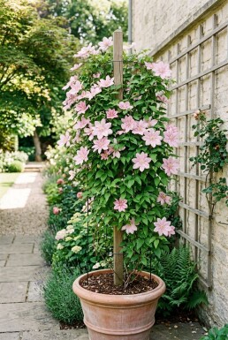Clematis 'Hagley Hybrid' gestokt 70 cm C2