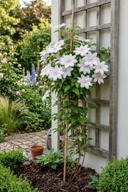 Clematis 'Jan Pawel II' op stam 70 cm C2