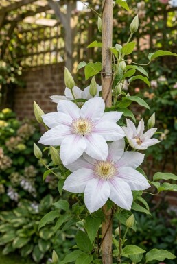 Clematis 'Jan Pawel II' op stam 70 cm C2