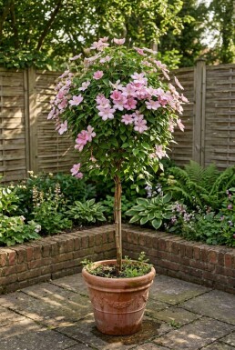 Clematis 'Joe' gestokt 70 cm C2