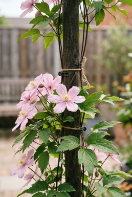 Clematis 'Joe' gestokt 70 cm C2