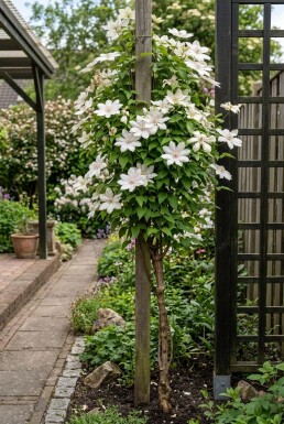 Clematis 'Kathleen Dunford' gestokt 70 cm C2