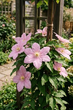 Clematis 'Margaret Hunt' gestokt 70 cm C2