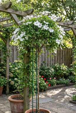 Clematis 'Miss Bateman' gestokt 80-100 cm C2