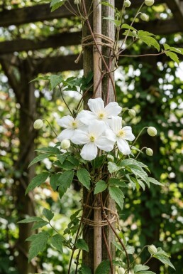 Clematis montana alba 80-100 cm C2