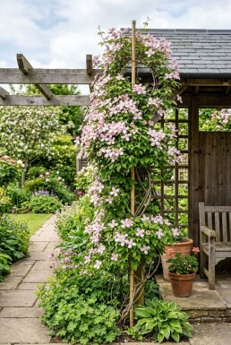 Clematis montana 'Elizabeth' gestokt 70 cm C2