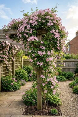 Clematis montana 'Freda' gestokt 70 cm C2