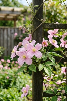 Clematis montana 'Freda' gestokt 70 cm C2