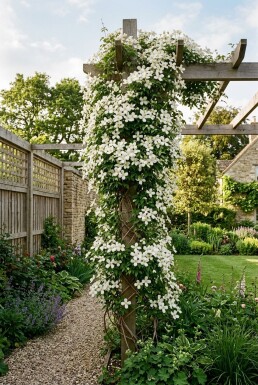 Clematis montana grandiflora gestokt 70 cm C2