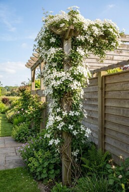 Clematis montana grandiflora gestokt 70 cm C2