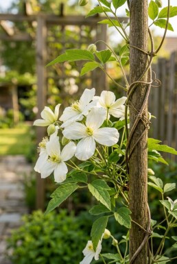 Clematis montana grandiflora gestokt 70 cm C2