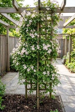 Clematis montana 'Mayleen' gestokt 80-100 cm C2