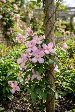 Clematis montana 'Mayleen' gestokt 80-100 cm C2