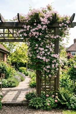 Clematis montana 'Pink Perfection' gestokt 70 cm C2
