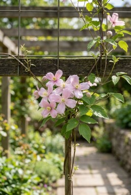 Clematis montana 'Pink Perfection' gestokt 70 cm C2