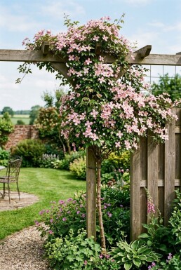 Clematis montana rubens gestokt 80-100 cm C2