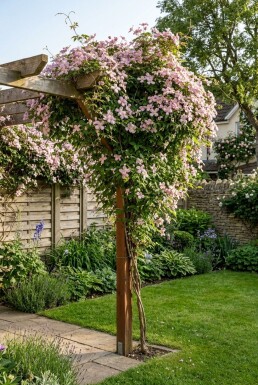 Clematis montana rubens gestokt 80-100 cm C2