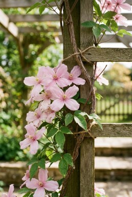 Clematis montana rubens gestokt 80-100 cm C2