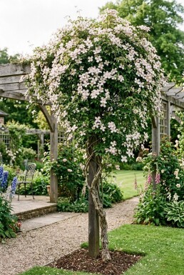 Clematis montana 'Superba' gestokt 70 cm C2