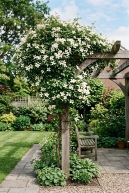 Clematis montana wilsonii gestokt 70 cm C2