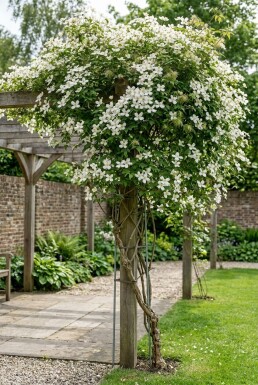 Clematis montana wilsonii gestokt 70 cm C2