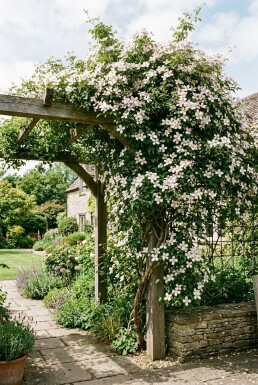 Clematis montana mix gestokt 80-100 cm C2