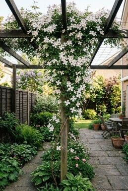 Clematis montana mix gestokt 80-100 cm C2