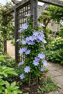 Clematis 'Mrs Cholmondeley' 70 cm C2