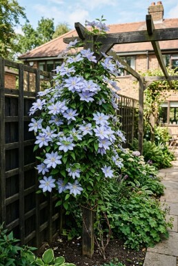 Clematis 'Mrs Cholmondeley' 70 cm C2