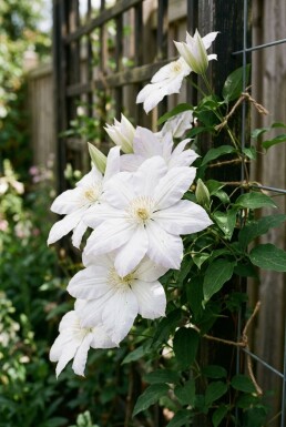 Clematis 'Mrs George Jackman' gestokt 70 cm C2