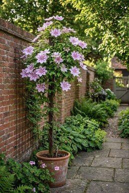 Clematis 'Nelly Moser' gestokt 70 cm C2