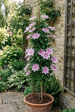 Clematis 'Nelly Moser' gestokt 80-100 cm C2